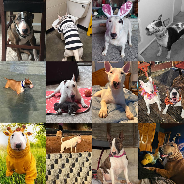 Meet Our Dogs of the Month — October