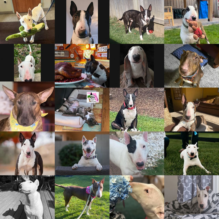 Meet Our Dogs of the Month — November