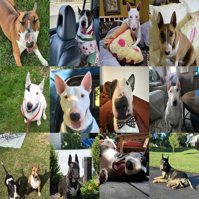 Meet Our Dogs of the Month — April