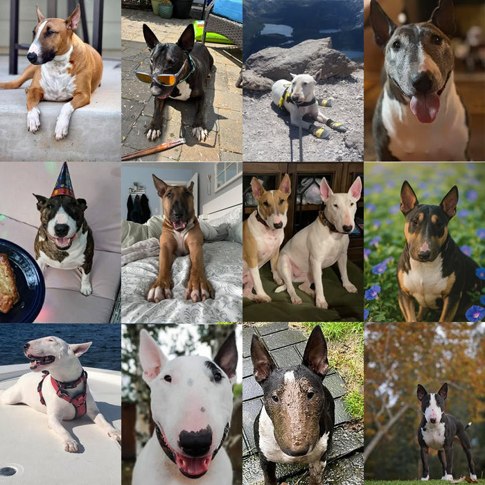 Meet Our Dogs of the Month — August