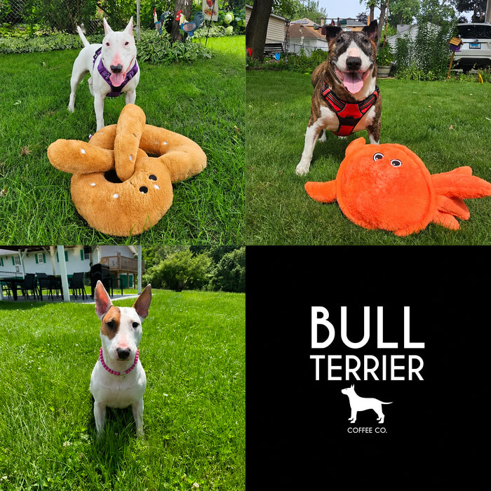 Meet Our Dogs of the Month — August 2026