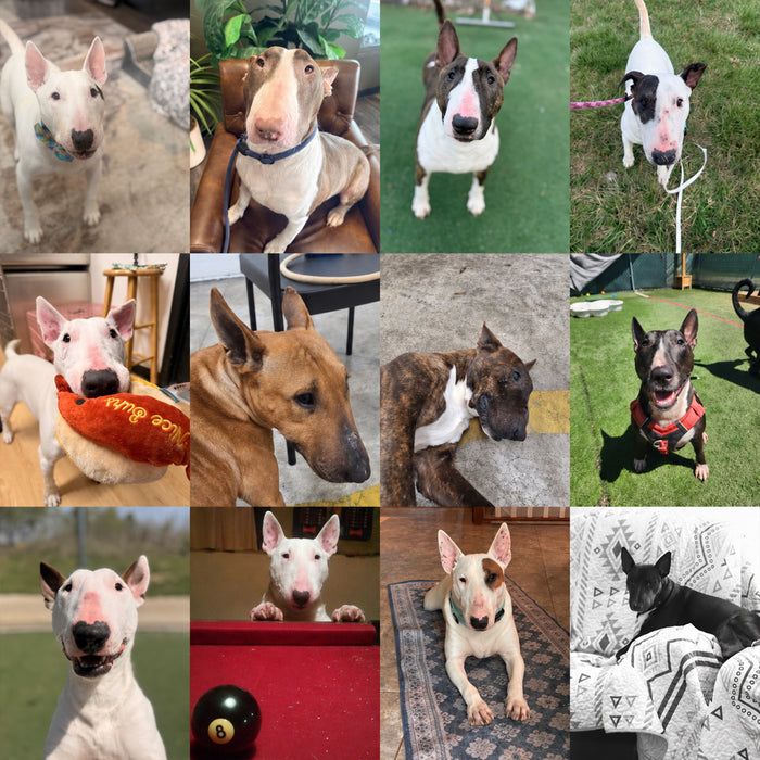 Meet Our Dogs of the Month — May
