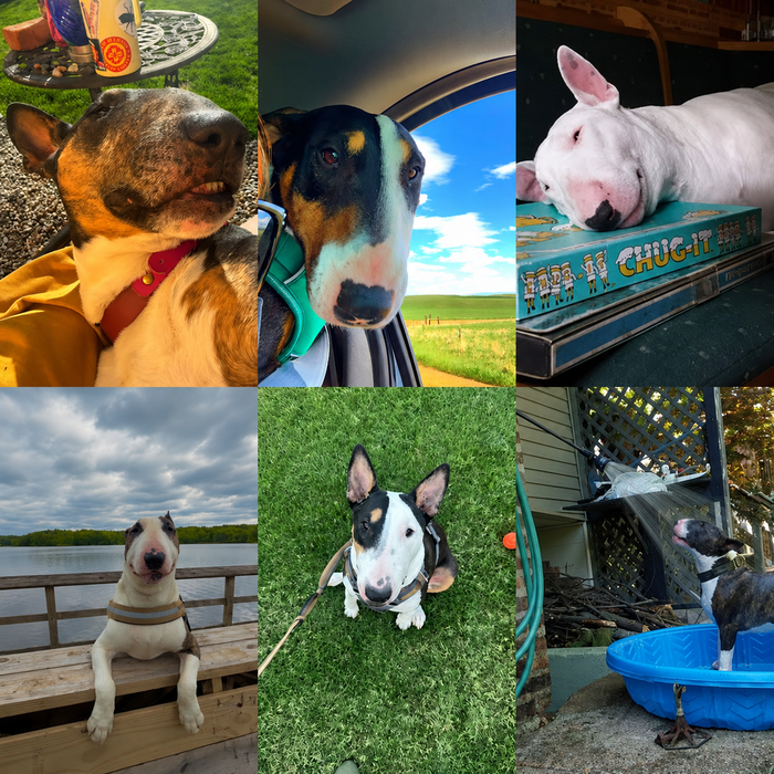 Meet Our Dogs of the Month — June