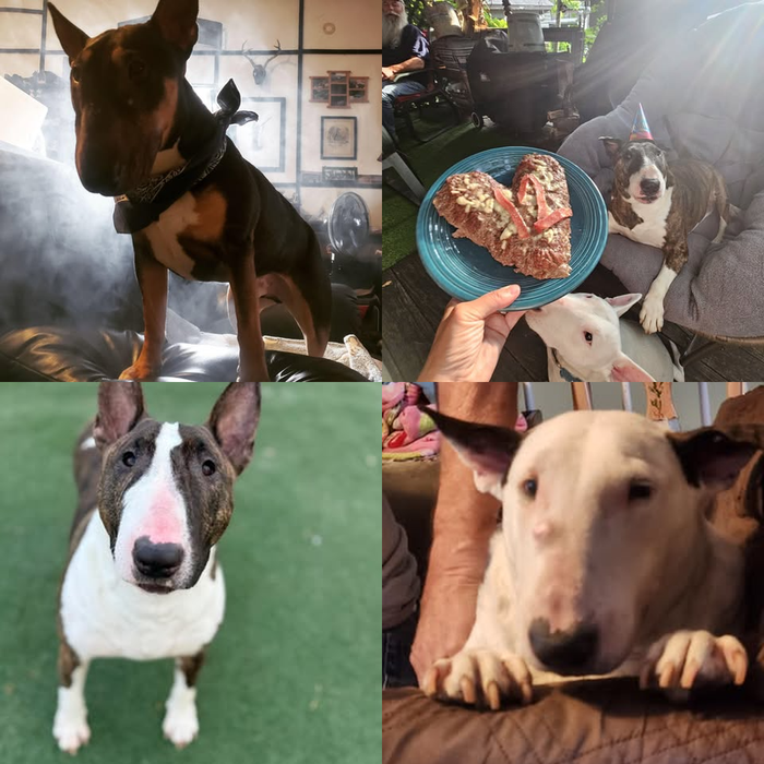 Meet Our Dogs of the Month — September 2026