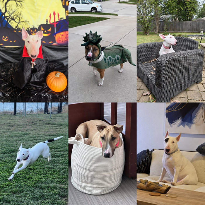 Meet Our Dogs of the Month — October 2026