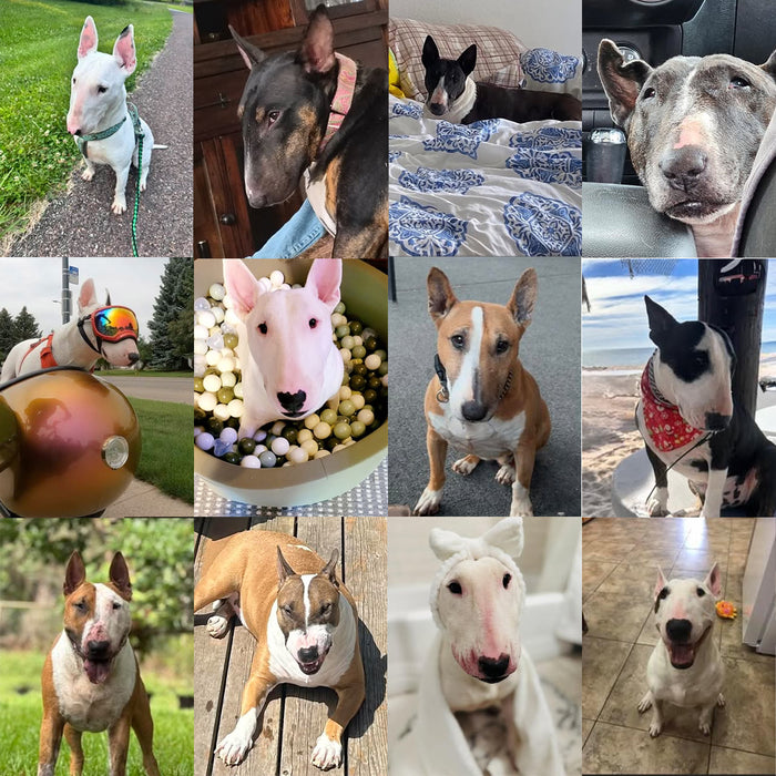 Meet Our Dogs of the Month — September